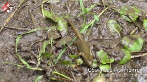 Музей на природе. Тритон