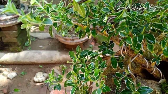 Pruning Bonsai Mirten Variegata, Serissa Foetida Variegata Cut and Grow смотреть онлайн