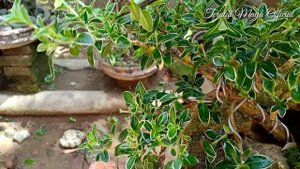 Pruning Bonsai Mirten Variegata, Serissa Foetida Variegata Cut and Grow