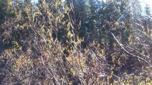 Рома Жуков Перелетные птицы