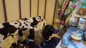 Учим команду "голос". Смешно)). Русский спаниель 3,5 месяца.