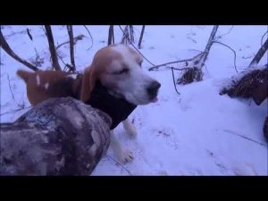 Охота с биглем. Выход 05.12.21