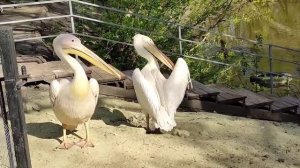 Красавцы Пеликаны!