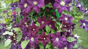 ? Клематисы ПЕНИЛЛ и МОНИНГ СКАЙ l 3-ая группа обрезки l Обзор Сортов ?