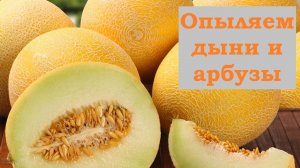 Опыление дынь и арбузов