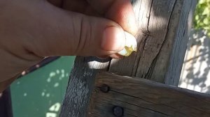 Луиза Свенсон