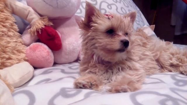 Golddust yorkshire terrier puppies/ šteniatka смотреть онлайн