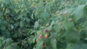 малина ремонтантная лучшие || сколько можно собрать малины с 1 сотки || бизнес на малине в селе