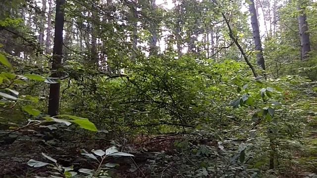 ХОЖДЕНИЕ ПО КРУГУ, БУДТО ЛЕШИЙ ВОДИТ