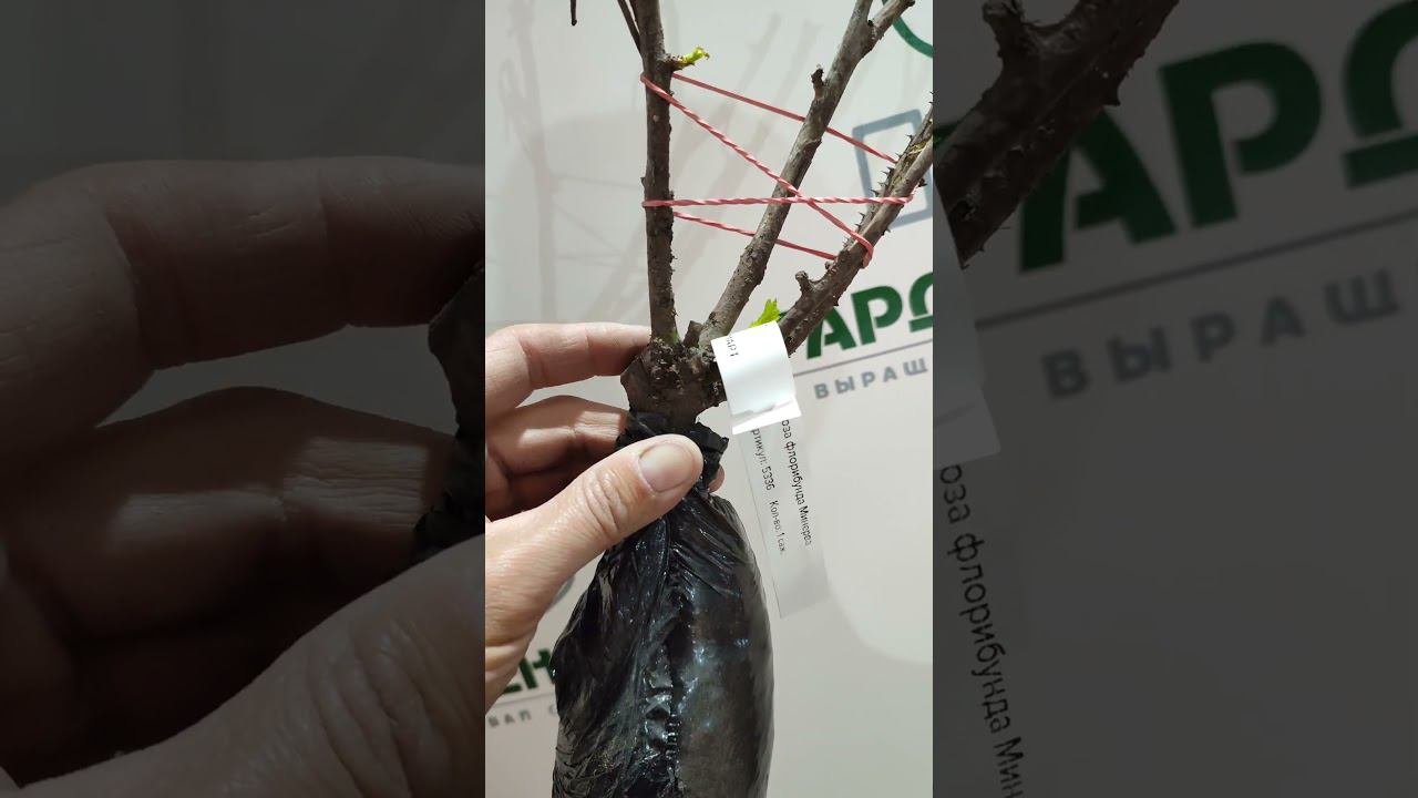 Как правильно посадить розу?  #советысадоводам #советыогородникам
