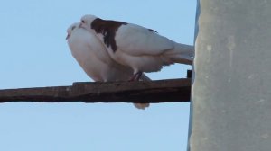 ერთმა ბიჭმა ნაბდიანმა - ეკა მერაბიშვილი. Ertma Bichma Nabdianma - Eka Merabishvili