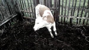 ТЕЛЕНОК УМИРАЕТ / БЕШЕНСТВО / ВИРУС.