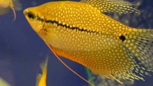 КАКИЕ АКВАРИУМНЫЕ РЫБКИ МОГУТ ЖИТЬ БЕЗ ФИЛЬТРА И КИСЛОРОДА !?