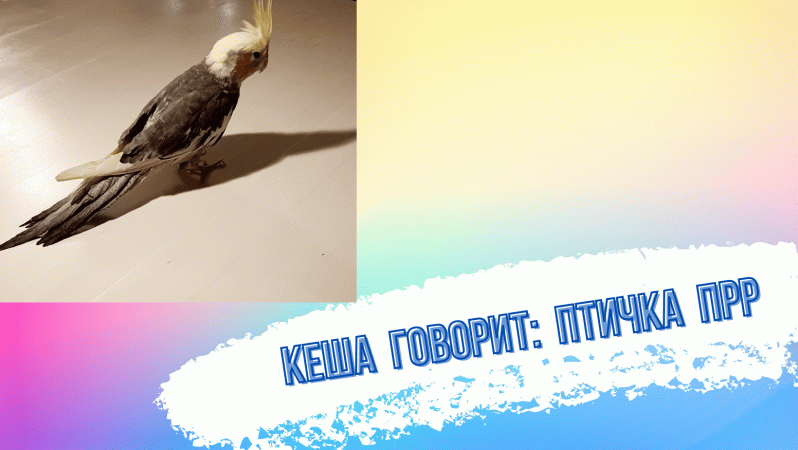 Попугай корелла говорит Птичка прр