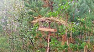 Овсянка крошка , ловлю певчих птиц 2021 ,, Дисклеймер,,