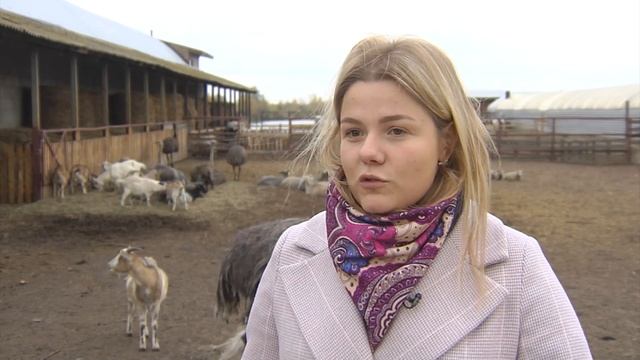 Птицы и яйца смотреть онлайн