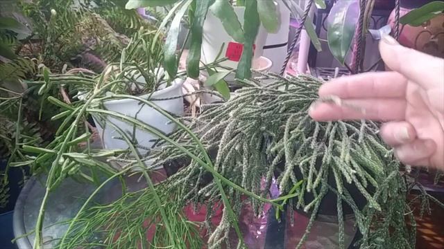 Rhipsalis Care & Easy Propagation