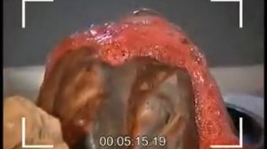 Физика 7. Движение Луны вокруг Земли.Строение Земли.Фотосинтез.Приливы — Академия занимательных нау