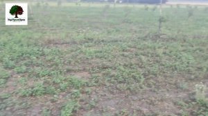 Ореховый сад от питомника орехов.