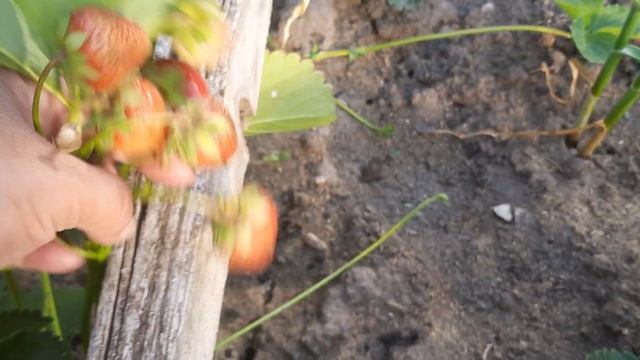 Земляника садовая Цунаки,Братима болгарская ..небольшой обзор. смотреть онлайн