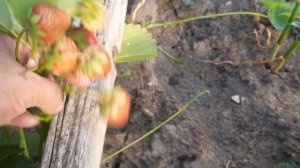 Земляника садовая Цунаки,Братима болгарская ..небольшой обзор.