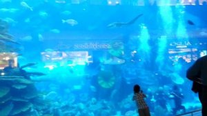 Dubai Aquarium And Underwater Zoo Sharks Fishes JellyFish | Dubai Zoo Places To Visit UAE