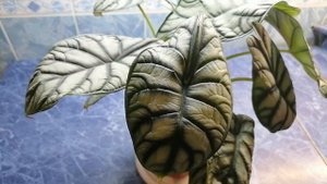 Алоказия Сильвер Дракон, моя новиночка, немного об уходе 21.01.24