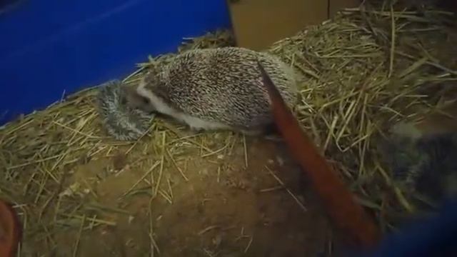 Ежиха с ежатами! смотреть онлайн