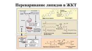 Лекция 8.1. Переваривание и всасывание липидов