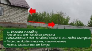 Всё о посадке алычи и немного об опылении алычи и сливы