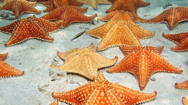 РЫБА-ЁЖ. Развивающее видео смотреть онлайн