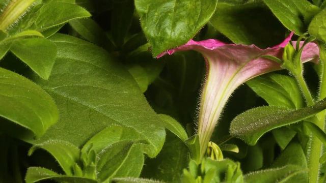 Pink Petunia Flowers Blooming - Daily Time-lapse Clip