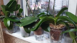 Основной УХОД за ОРХИДЕЯМИ || Температура, свет, полив и влажность для орхидей