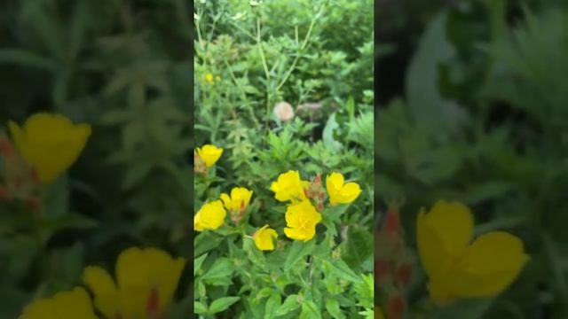 Moonbeam coreopsis