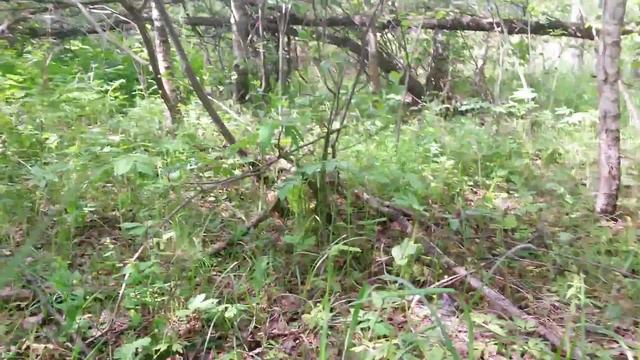 Грибы 2015 смотреть онлайн