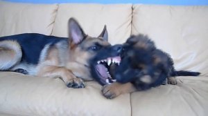 Щенок немецкой овчарки играет с другом