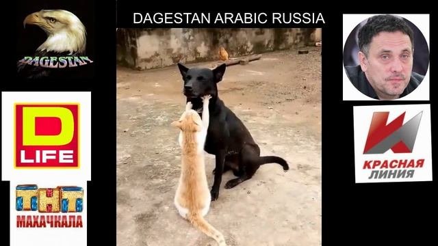 Вабабай шоу. Вабабай шоу. Песня вабабай вабабай вададай вададай. Вабабай шоу махачкалинские бродяги. Вабабай.