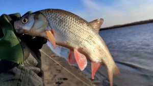 НА КАКИЕ ПРИМАНКИ КЛЮЁТ ЯЗЬ В ОКТЯБРЕ?