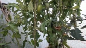 ???ТОМАТ ((( ИСКРЫ ПЛАМЕНИ)))