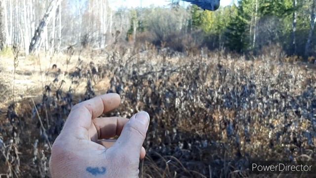 ЛОВЛЯ ЩУРОВ, ЕЛ.КЛЕСТОВ И ДРУГОЙ ПТИЦЫ👍21.10.23. смотреть онлайн