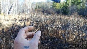 ЛОВЛЯ ЩУРОВ, ЕЛ.КЛЕСТОВ И ДРУГОЙ ПТИЦЫ👍21.10.23.