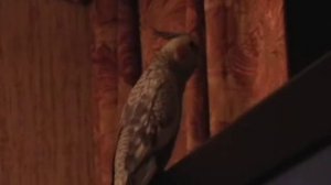 Корелла 3 месяца, распевается.