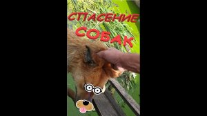 Спасение собак из ямы, которые позарились на утку.