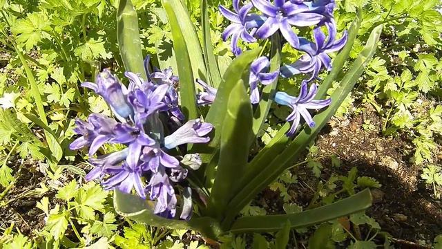 Sümbül Çiçeği Yetiştiriciliği смотреть онлайн