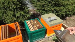 Пересадка пчелопакетов в ульи