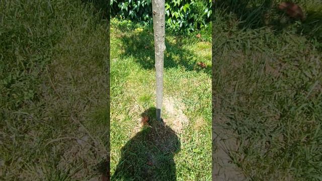 Отзыв клиента: стволовые микроинъекции для каштана съедобного и магнолии крупноцветковой