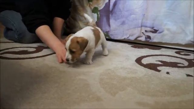 Мальчик 1,5 месяца хедевей 17022017 смотреть онлайн