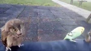 Parket and owl  SWINGING ON A SWING. (repost and fixes)
