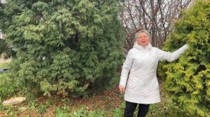 Выращивание и размножение туи и условиях Сибири (Новосибирск)