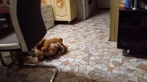 Страшный зверь?#забавныеживотные #щенята животные #смешноевидео #зверята #малыши #милота